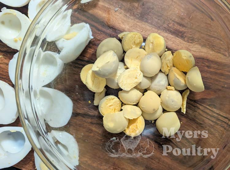 chicken egg yolks in bowl