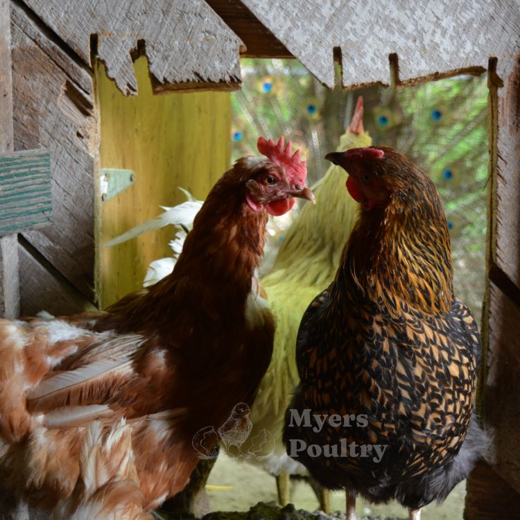 rhode island red and golden laced wyandotte