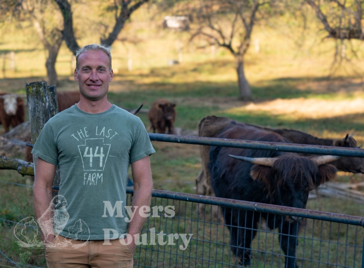 farmer standing in front of highland cattle