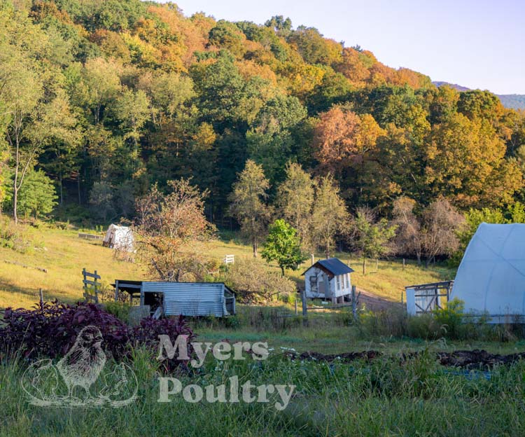 farm pasture landscape with fall trees