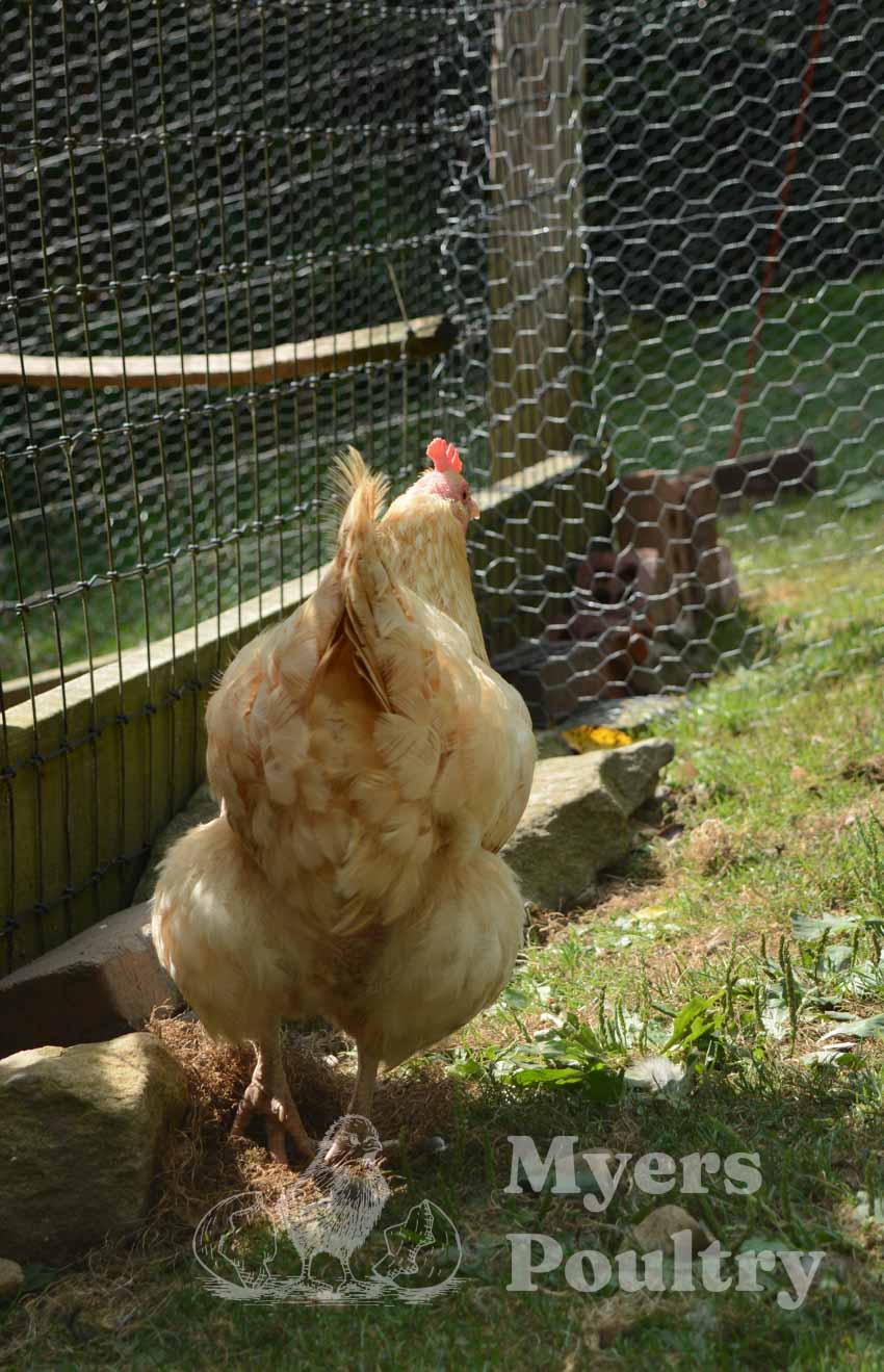 buff orpington in chicken run