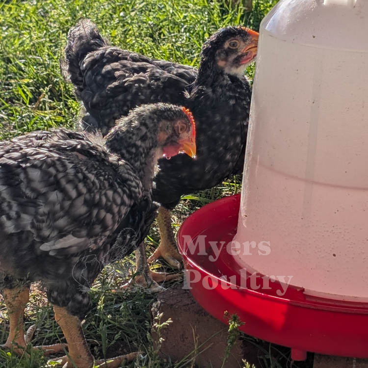 grey broiler meat chickens drinking water anticoccidial