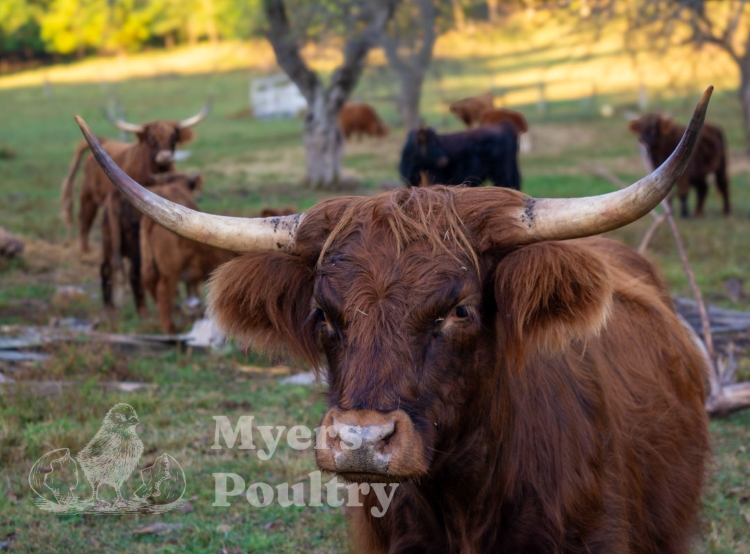 highland cow up close near fence