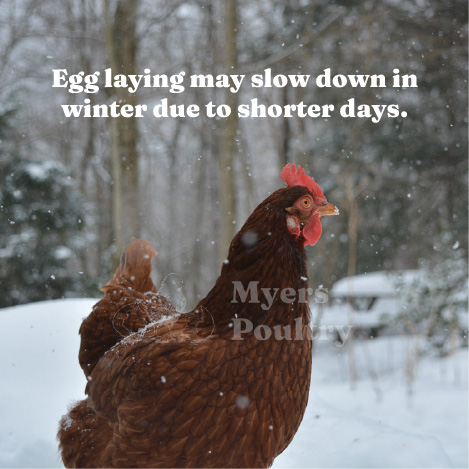 rhode island red chicken in winter