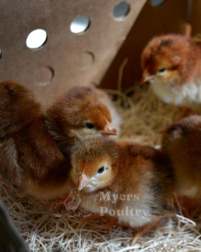 Rhode Island Red baby chicks