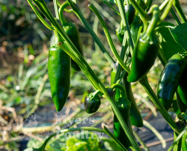 close up image of green jalapenos