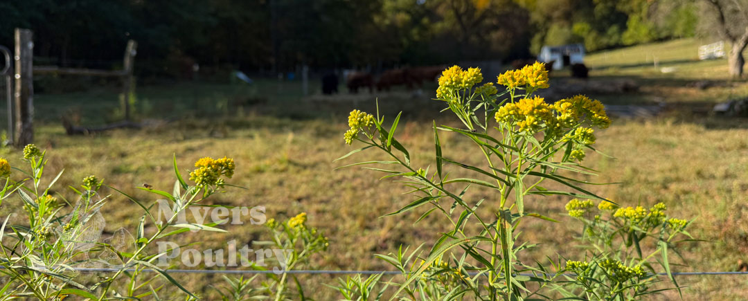 yellow flowers in farm pasture