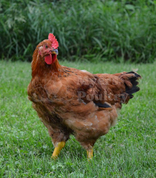 red broiler chicken outside in grass
