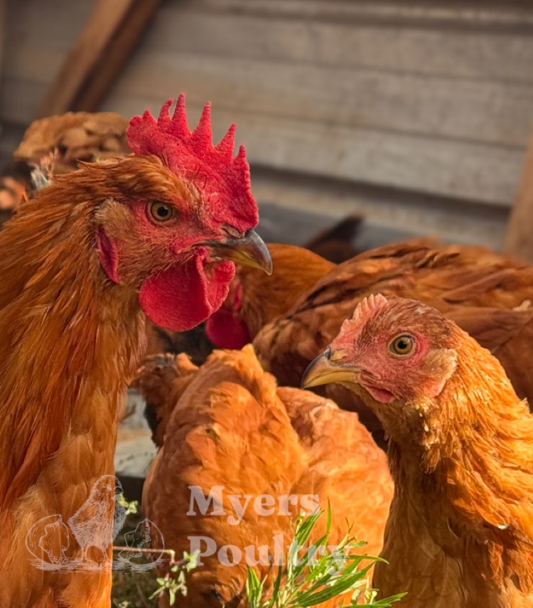 red sasso rooster and hen