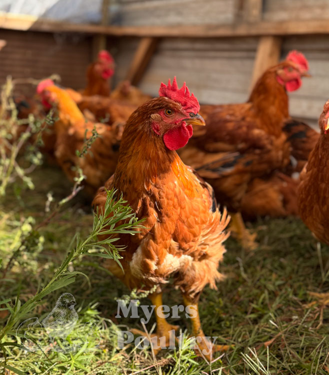 red sasso rooster chicken