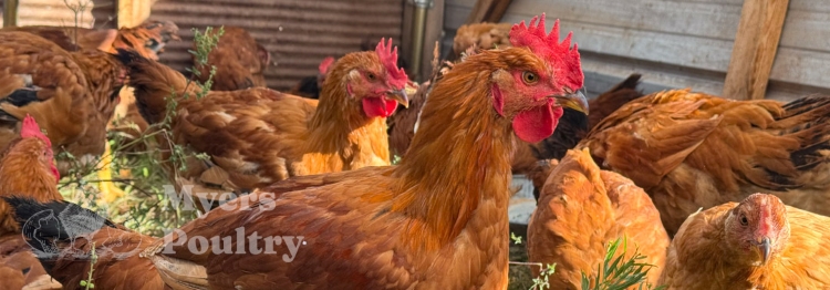 red sasso meat chickens