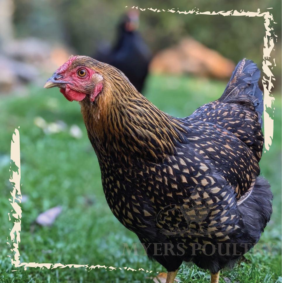 Backyard Biosecurity: How to Keep Your Poultry Healthy