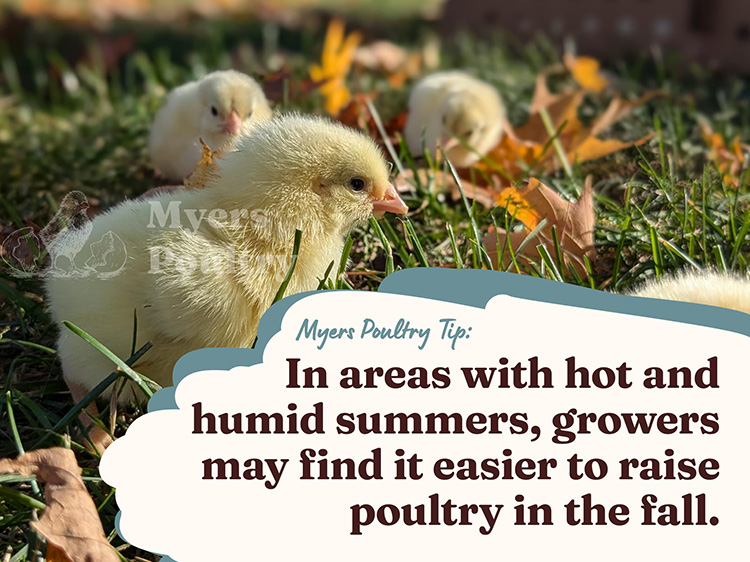 cornish cross chicks and coccidiosis outdoor weather