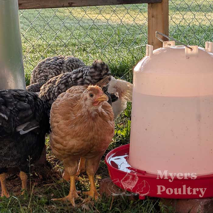 broiler chickens drinking water heat wave