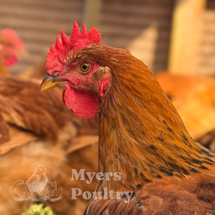 red sasso red broiler chicken up close