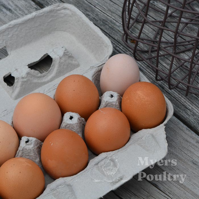 farm fresh brown eggs in carton