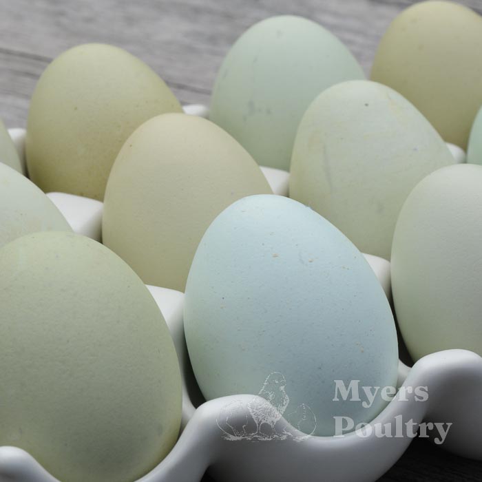 green egg and blue eggs in egg carton