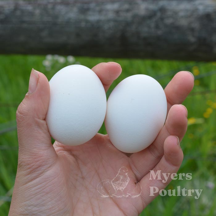 farm fresh white eggs held in hand