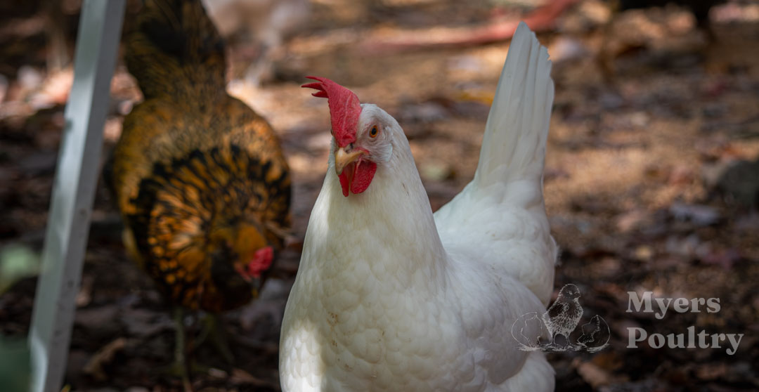 white leghorn chicken in backyard