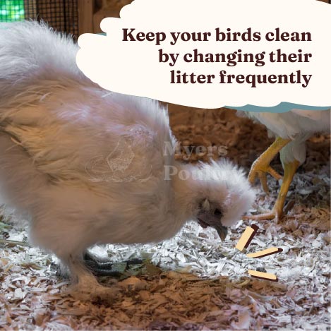 white silkie chicken mareks disease