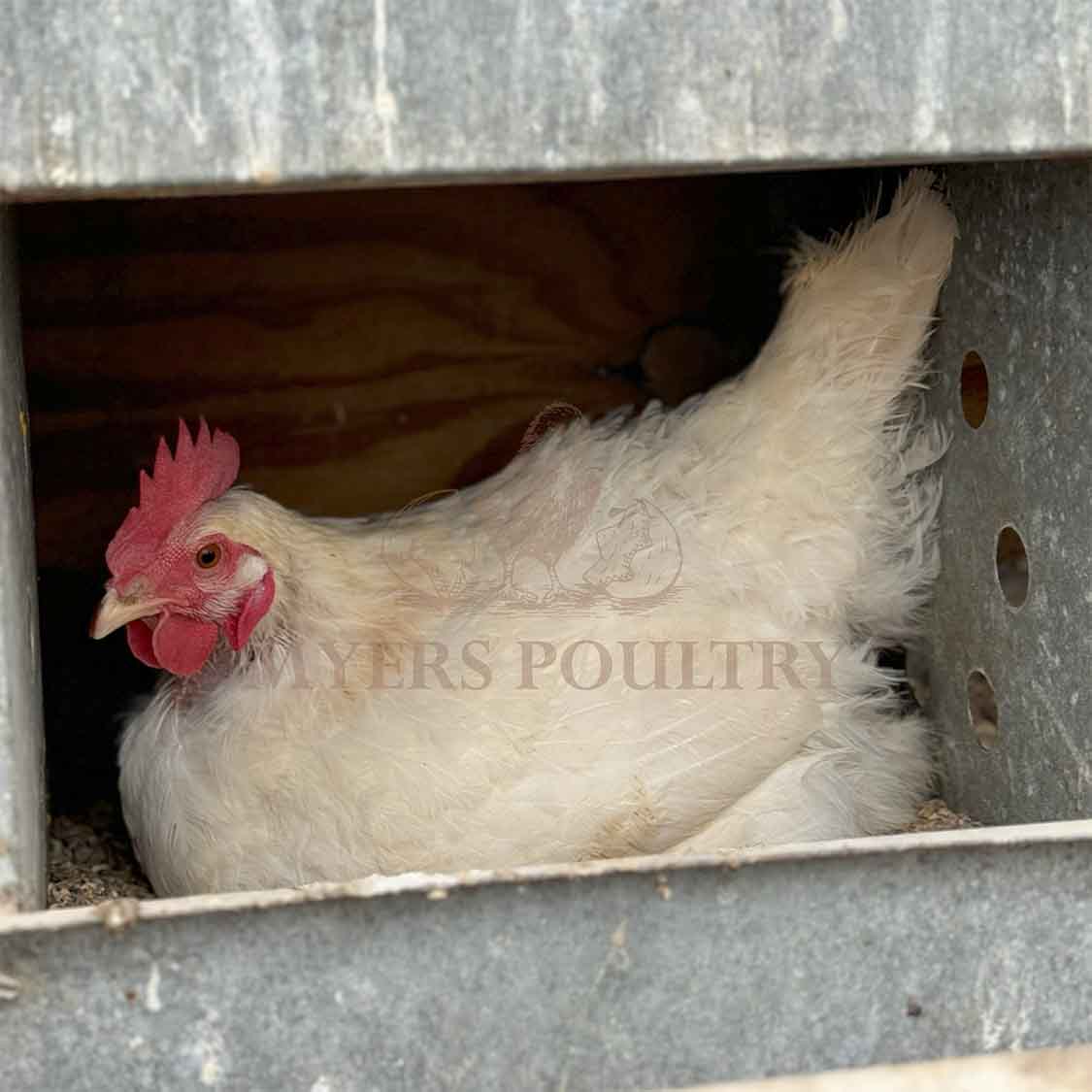 Myers Poultry Q&A Should I Raise Chickens for Eggs?