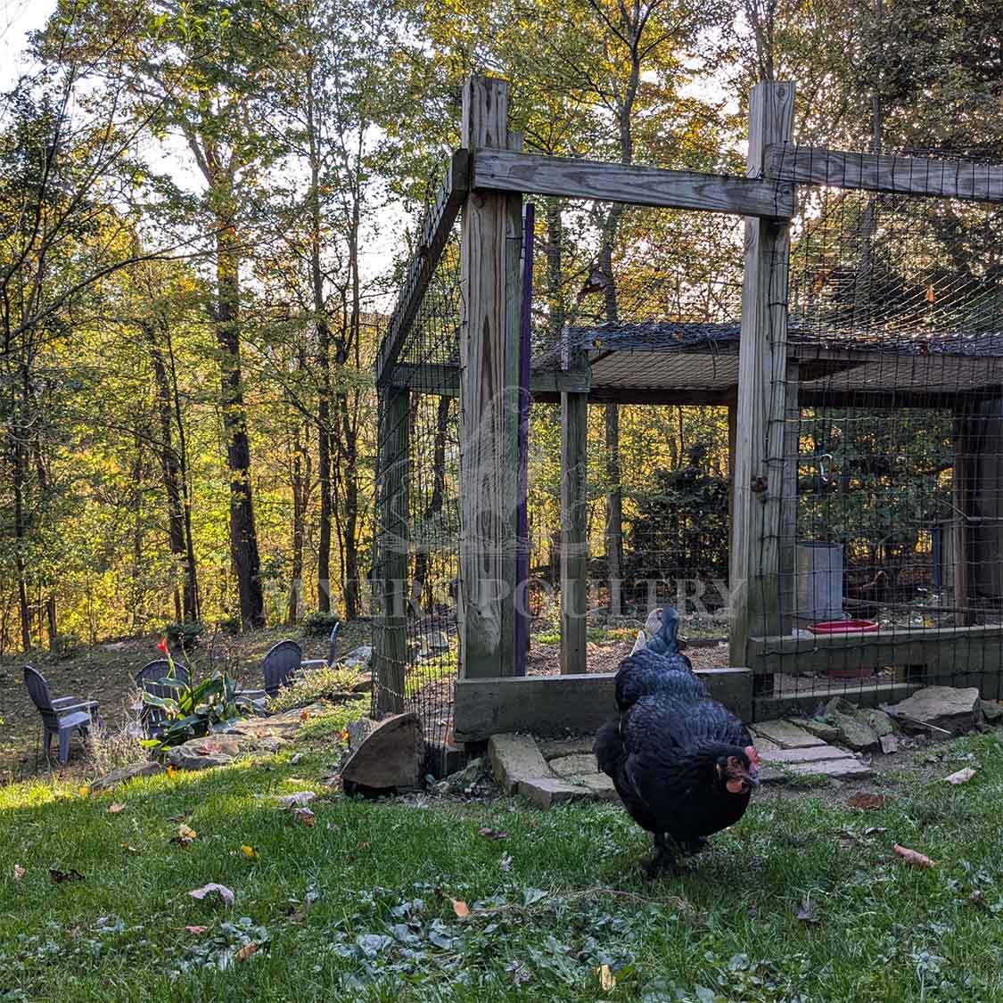 Myers Poultry Q&A Should I Raise Chickens for Eggs?