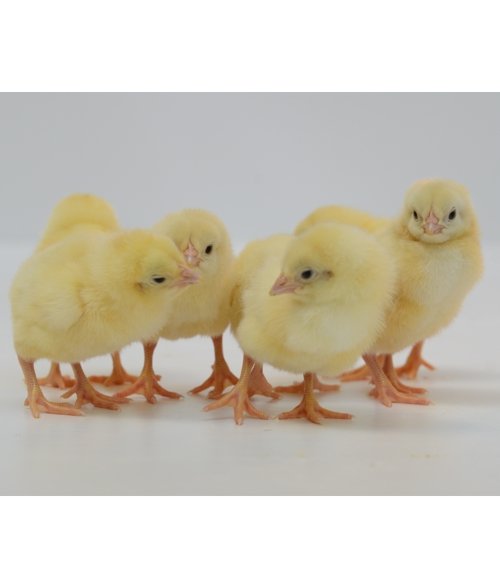 Cornish Cross Chicks