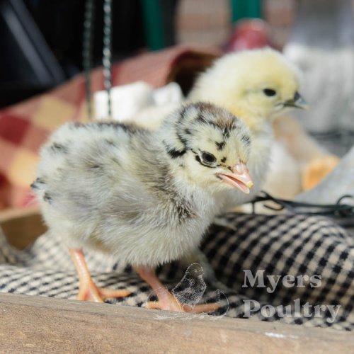 baby chick chirping so loud