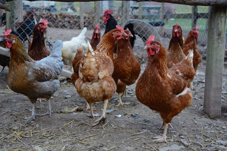 Multiple breeds of high-production egg layers