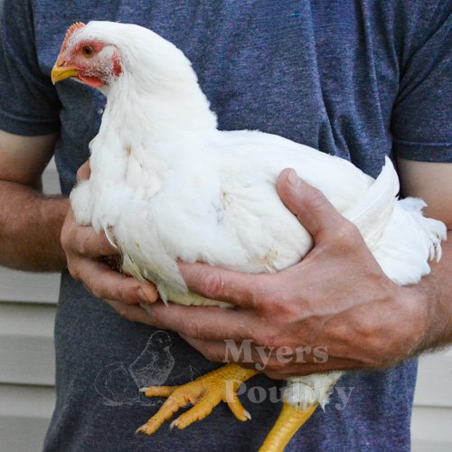 raising meat birds backyard