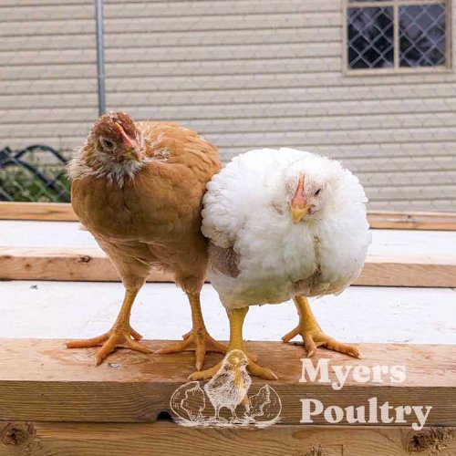 raising meat chickens outside spring