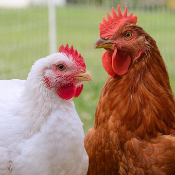 two meat chicken breeds standing next to each other