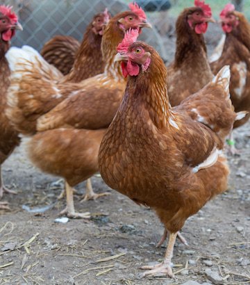 ISA brown chicken looking at camera