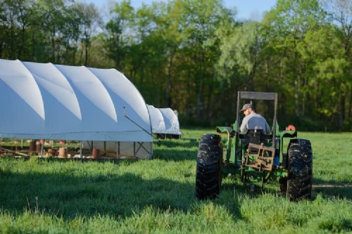 cornish cross in large-scale pasture raising chicken hoop house