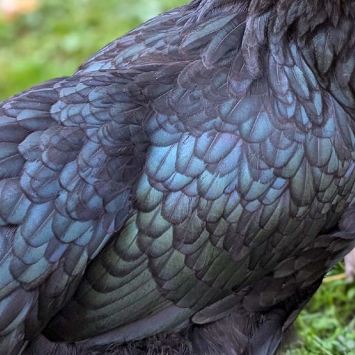 Black Australorp Chicken Feathers Molt
