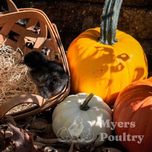 chocolate egger baby chick with pumpkin fall decor