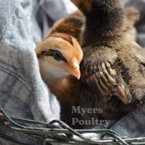 tiny colorful bantam chicken breed laying on jacket