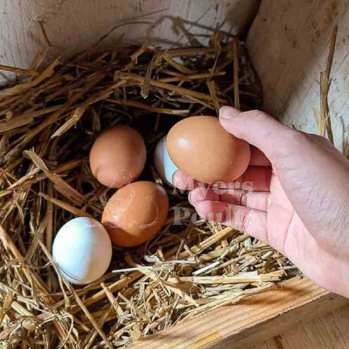 Colorful eggs in nest box