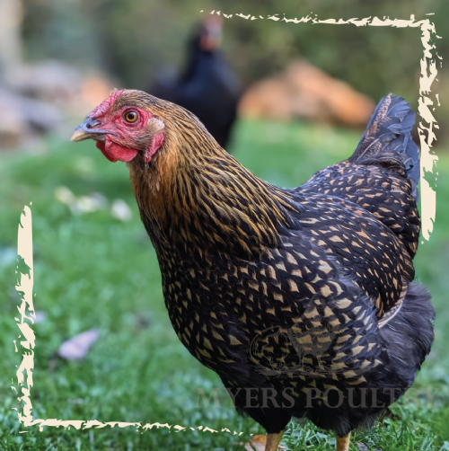 Myers Poultry Blog