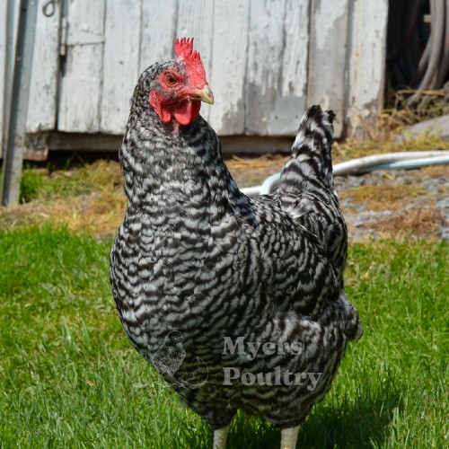 barred rock chicken hen