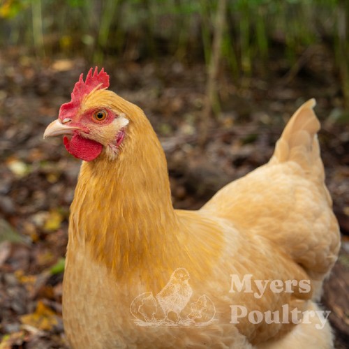 buff orpington chicken free range