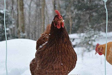Brown chicken in the snow