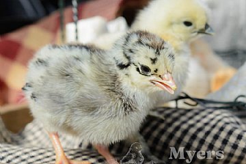 baby chick loudly chirping