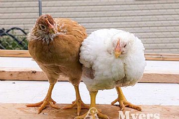 raising meat chickens outside spring
