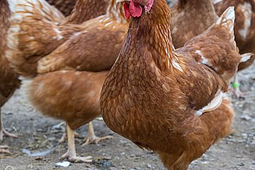 ISA brown chicken looking at camera