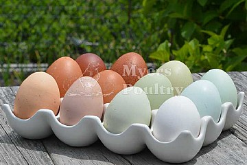 The Best Chicken Breeds for Rainbow Eggs