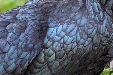 Chicken Molting: What It Is and How to Help Your Flock