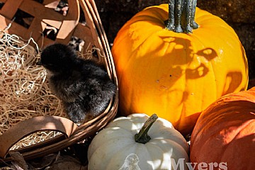 Our Favorite Fall Chicken Breeds