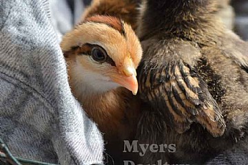 All About Bantams: The Benefits of Mini Chickens