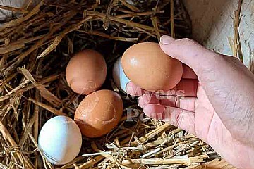 How to Increase Egg Production in Chickens